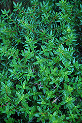 Cliff Green (Paxistima canbyi) at Make It Green Garden Centre