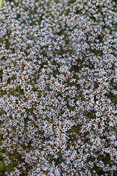 German Statice (Goniolimon tataricum) at Make It Green Garden Centre