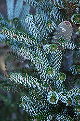 Silver Korean Fir (Abies koreana 'Silberlocke') at Make It Green Garden Centre