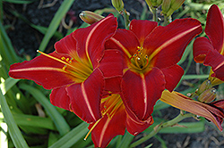 Chicago Fire Daylily (Hemerocallis 'Chicago Fire') at Lurvey Garden Center