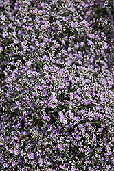 Sea Lavender (Limonium latifolium) at Make It Green Garden Centre