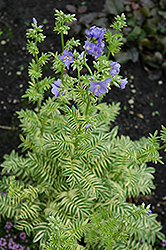 Brise D'Anjou Jacob's Ladder (Polemonium caeruleum 'Brise D'Anjou') at Make It Green Garden Centre