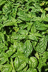 Sweet Basil (Ocimum basilicum) at Make It Green Garden Centre
