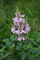 Obedient Plant (Physostegia virginiana) at Make It Green Garden Centre