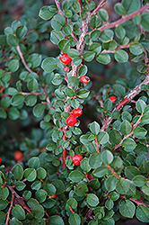 Hesse Cotoneaster (Cotoneaster 'Hessei') at Make It Green Garden Centre