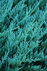 Blue Chip Juniper (Juniperus horizontalis 'Blue Chip') at Lurvey Garden Center