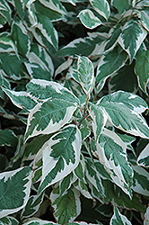 Ivory Halo Dogwood (Cornus alba 'Ivory Halo') at Lurvey Garden Center