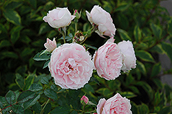 Morden Blush Rose (Rosa 'Morden Blush') at Make It Green Garden Centre