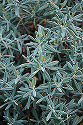 Blue Ice Bog Rosemary (Andromeda polifolia 'Blue Ice') at Lurvey Garden Center