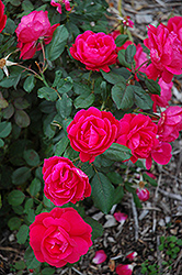 Winnipeg Parks Rose (Rosa 'Winnipeg Parks') at Make It Green Garden Centre