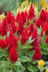 Fresh Look Red Celosia (Celosia 'Fresh Look Red') at Make It Green Garden Centre