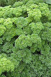 Parsley (Petroselinum crispum) at Make It Green Garden Centre