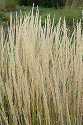 Karl Foerster Reed Grass (Calamagrostis x acutiflora 'Karl Foerster') at Make It Green Garden Centre