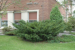 Japanese Yew (Taxus cuspidata) at Lurvey Garden Center