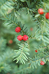 Japanese Yew (Taxus cuspidata) at Lurvey Garden Center