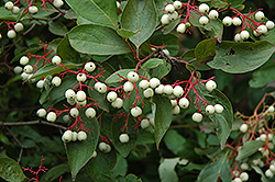 Gray Dogwood (Cornus racemosa) at Lurvey Garden Center