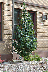 Dakota Pinnacle Japanese White Birch (Betula platyphylla 'Fargo') at Lurvey Garden Center