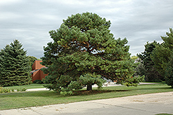 Scotch Pine (Pinus sylvestris) at Make It Green Garden Centre