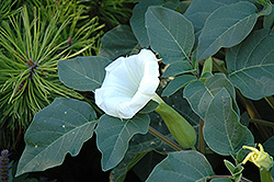 Thorn Apple (Datura inoxia) at Make It Green Garden Centre