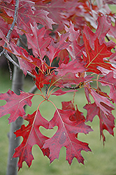 Northern Pin Oak (Quercus ellipsoidalis) at Lurvey Garden Center