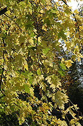 Silver Maple (Acer saccharinum) at Make It Green Garden Centre