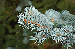 Blue Colorado Spruce (Picea pungens 'var. glauca') at Lurvey Garden Center