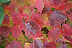 American Hazelnut (Corylus americana) at Lurvey Garden Center