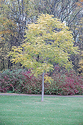 Kentucky Coffeetree (Gymnocladus dioicus) at Make It Green Garden Centre