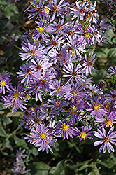 Bluebird Aster (Symphyotrichum laeve 'Bluebird') at Lurvey Garden Center