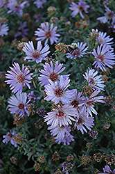 Woods Blue Aster (Symphyotrichum 'Woods Blue') at Make It Green Garden Centre