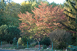 Robin Hill Serviceberry (Amelanchier x grandiflora 'Robin Hill') at Make It Green Garden Centre