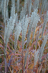 Flame Grass (Miscanthus sinensis 'Purpurascens') at Lurvey Garden Center