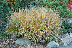 Frost Grass (Spodiopogon sibiricus) at Make It Green Garden Centre