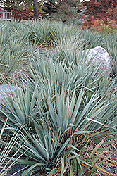 Adam's Needle (Yucca filamentosa) at Make It Green Garden Centre