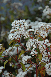 Chocolate Boneset (Eupatorium rugosum 'Chocolate') at Make It Green Garden Centre