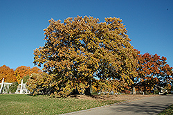 Bur Oak (Quercus macrocarpa) at Lurvey Garden Center