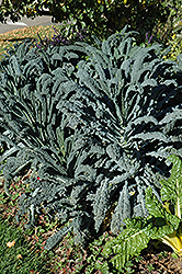 Dinosaur Kale (Brassica oleracea var. sabellica 'Lacinato') at Make It Green Garden Centre
