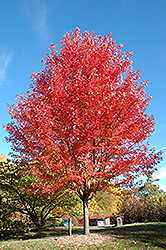 Autumn Blaze Maple (Acer x freemanii 'Jeffersred') at Lurvey Garden Center