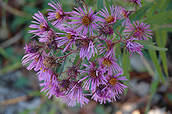 New England Aster (Symphyotrichum novae-angliae) at Lurvey Garden Center