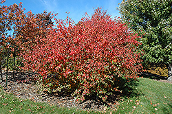 Korean Sun Pear (Pyrus fauriei 'Westwood') at Lurvey Garden Center