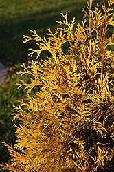 Yellow Ribbon Arborvitae (Thuja occidentalis 'Yellow Ribbon') at Make It Green Garden Centre