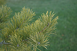 Scotch Pine (Pinus sylvestris) at Make It Green Garden Centre