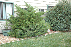 Mint Julep Juniper (Juniperus chinensis 'Mint Julep') at Make It Green Garden Centre