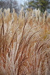 Silberspinne Maiden Grass (Miscanthus sinensis 'Silberspinne') at Make It Green Garden Centre