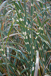 Zebra Grass (Miscanthus sinensis 'Zebrinus') at Lurvey Garden Center