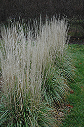 Avalanche Reed Grass (Calamagrostis x acutiflora 'Avalanche') at Make It Green Garden Centre