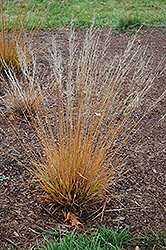 Moorflame Moor Grass (Molinia caerulea 'Moorflame') at Make It Green Garden Centre