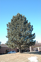 Red Pine (Pinus resinosa) at Make It Green Garden Centre