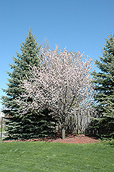 Newport Plum (Prunus cerasifera 'Newport') at Make It Green Garden Centre