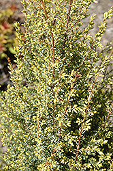 Gold Cone Juniper (Juniperus communis 'Gold Cone') at Make It Green Garden Centre